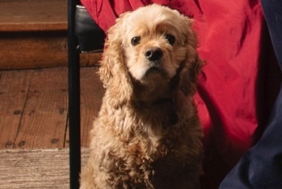 Vermisstmeldung Hund  Männliche , 5 jahre Ciney Belgien