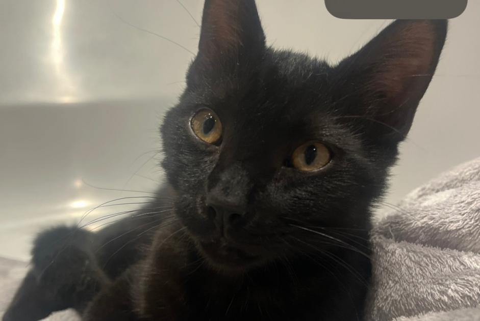 Fundmeldung Katze Männliche , Zwischen 4 und 6 Monaten Bruxelles Belgien