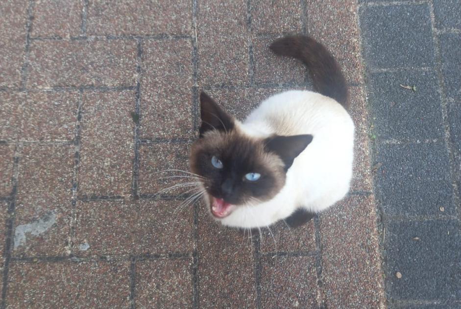 Fundmeldung Katze Unbekannt La Louvière Belgien