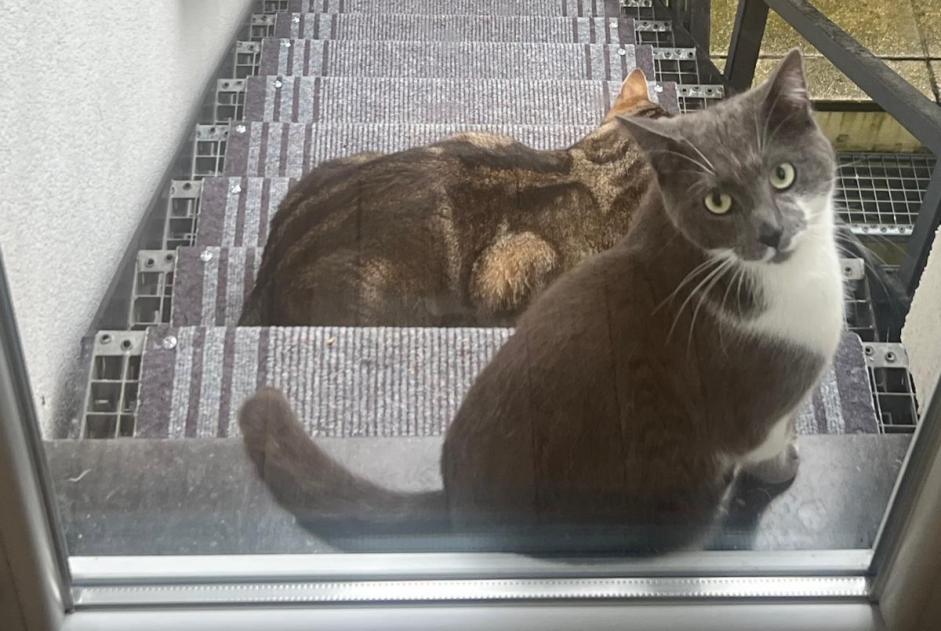 Vermisstmeldung Katze  Männliche , 2 jahre Bruxelles Belgien