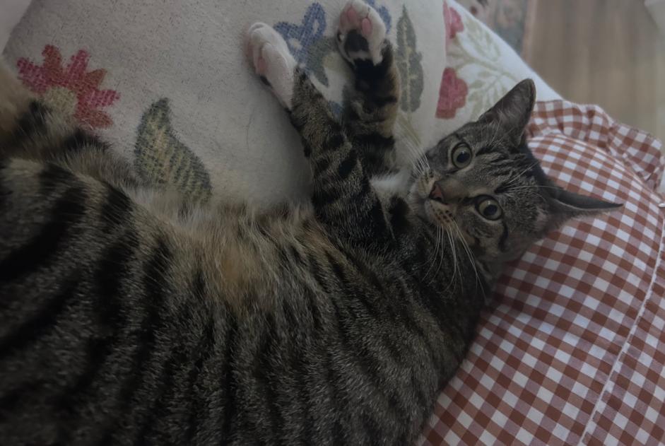 Vermisstmeldung Katze Männliche , 1 jahre Verviers Belgien
