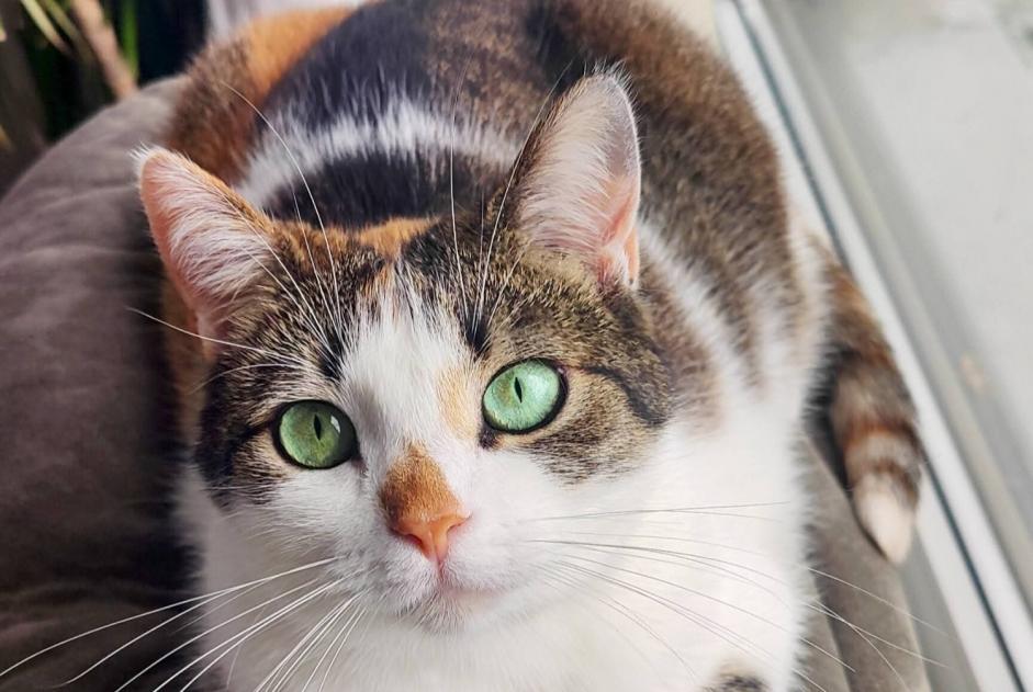 Vermisstmeldung Katze Weiblich , 6 jahre Namur Belgien