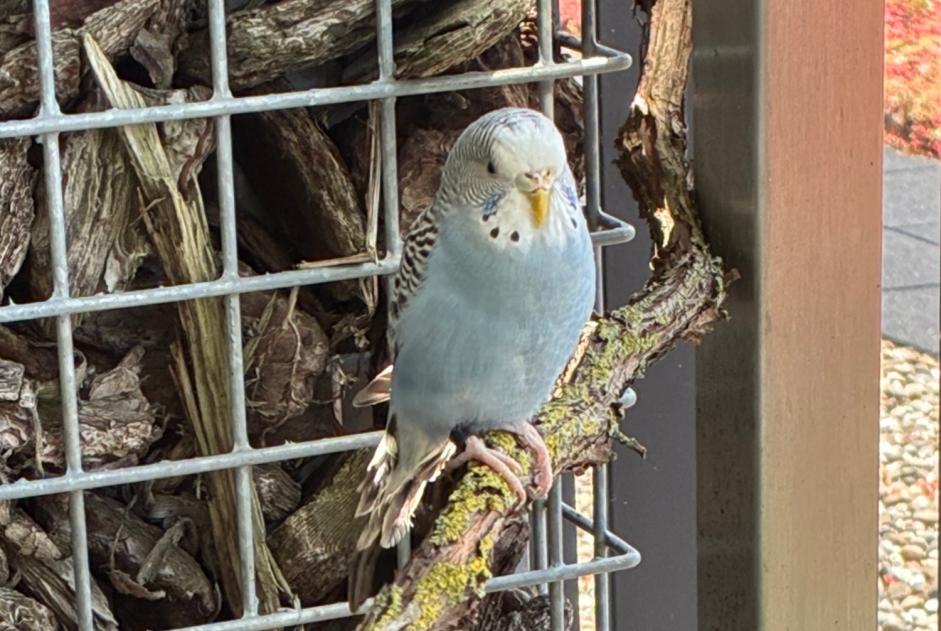 Discovery alert Bird Unknown Gent Belgium