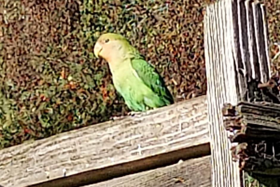Discovery alert Bird Unknown Neufchâteau Belgium Discovery alert Bird Unknown Neufchâteau Belgium