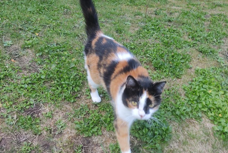 Discovery alert Cat miscegenation Female La Hulpe Belgium Discovery alert Cat miscegenation Female La Hulpe Belgium