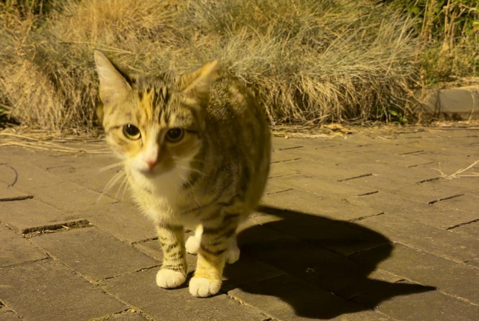 Discovery alert Cat Unknown Auderghem Belgium
