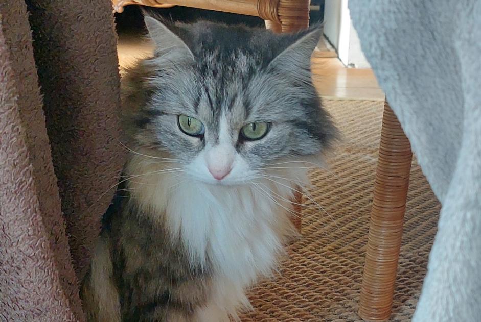 Disappearance alert Cat miscegenation Female , 8 years Wavre Belgium Disappearance alert Cat miscegenation Female , 8 years Wavre Belgium