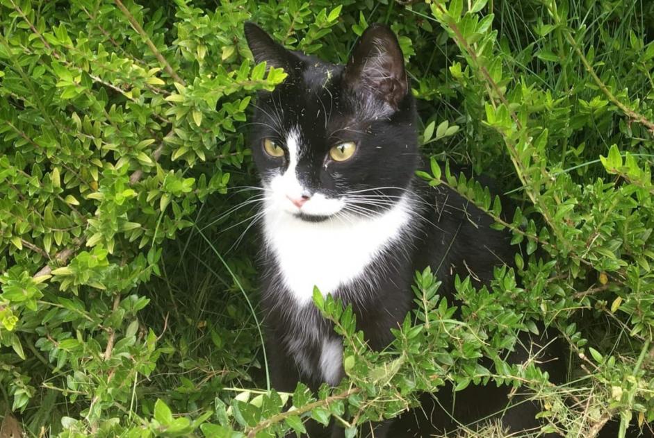 Disappearance alert Cat miscegenation Male , 3 years Geraardsbergen Belgium