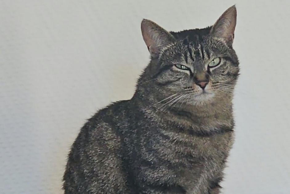 Disappearance alert Cat Female , 45 years Courcelles Belgium Disappearance alert Cat Female , 45 years Courcelles Belgium