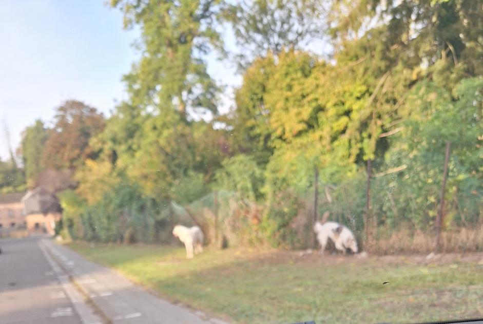 Discovery alert Dog Unknown Courcelles Belgium Discovery alert Dog Unknown Courcelles Belgium