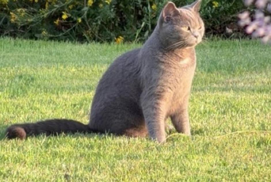Alerta de Desaparición Gato Hembra , 1 años Pont-à-Celles Bélgica Alerta de Desaparición Gato Hembra , 1 años Pont-à-Celles Bélgica