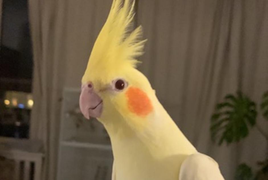 Alerta de Desaparición Pájaro Hembra , 2026 años Ixelles Bélgica Alerta de Desaparición Pájaro Hembra , 2026 años Ixelles Bélgica