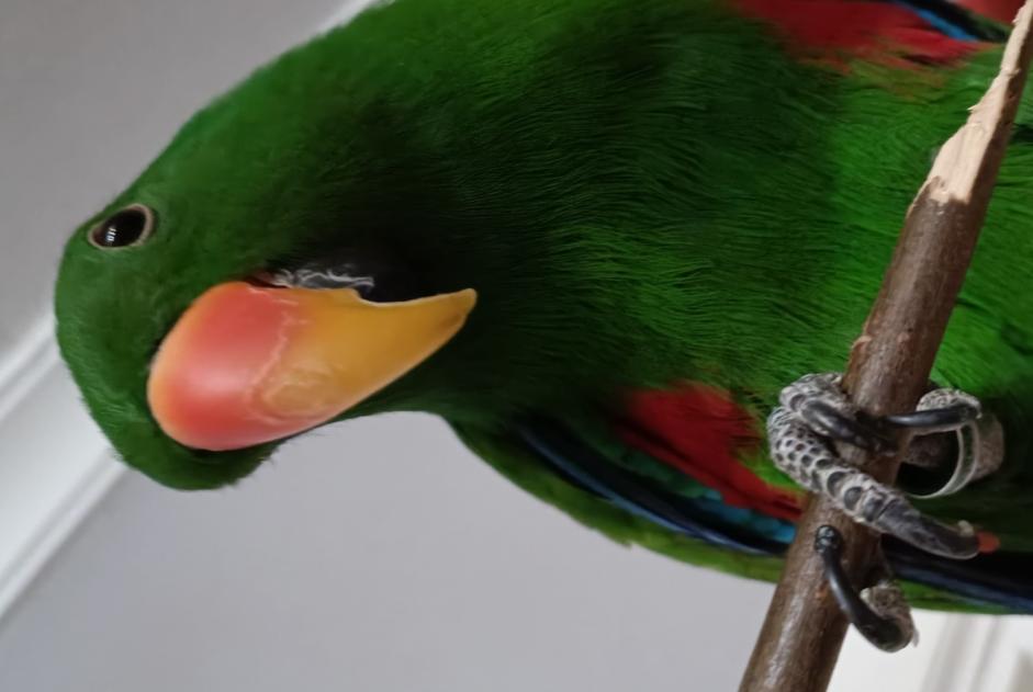 Alerta de Desaparición Pájaro Macho , 2023 años Sint-Niklaas Bélgica