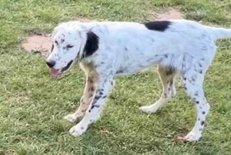 Alerta de Desaparición Perro Hembra , 1 años Éghezée Bélgica Alerta de Desaparición Perro Hembra , 1 años Éghezée Bélgica
