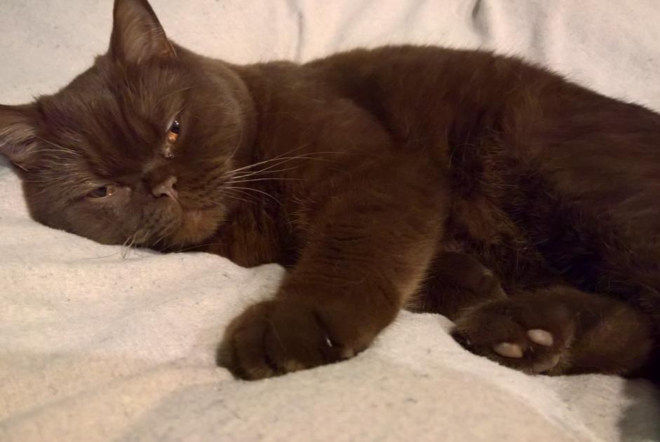 Alerte Disparition Chat Mâle , 3 ans Saint-Gilles Belgique Alerte Disparition Chat Mâle , 3 ans Saint-Gilles Belgique