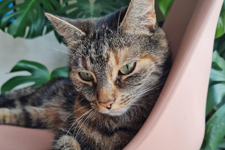 Alerte Disparition Chat Femelle , 9 ans Rumes Belgique
