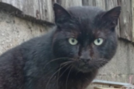 Alerte Disparition Chat  Mâle , 9 ans Herstal Belgique