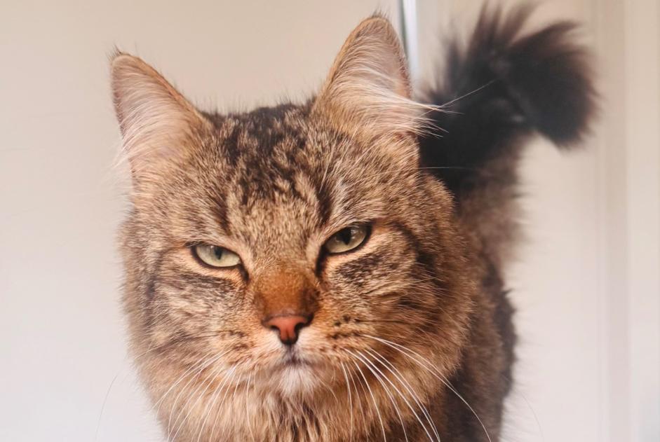Alerte Disparition Chat Mâle , 1 ans Blegny Belgique Alerte Disparition Chat Mâle , 1 ans Blegny Belgique