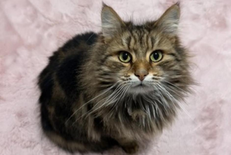 Alerte Disparition Chat Mâle , 4 ans Étalle Belgique Alerte Disparition Chat Mâle , 4 ans Étalle Belgique