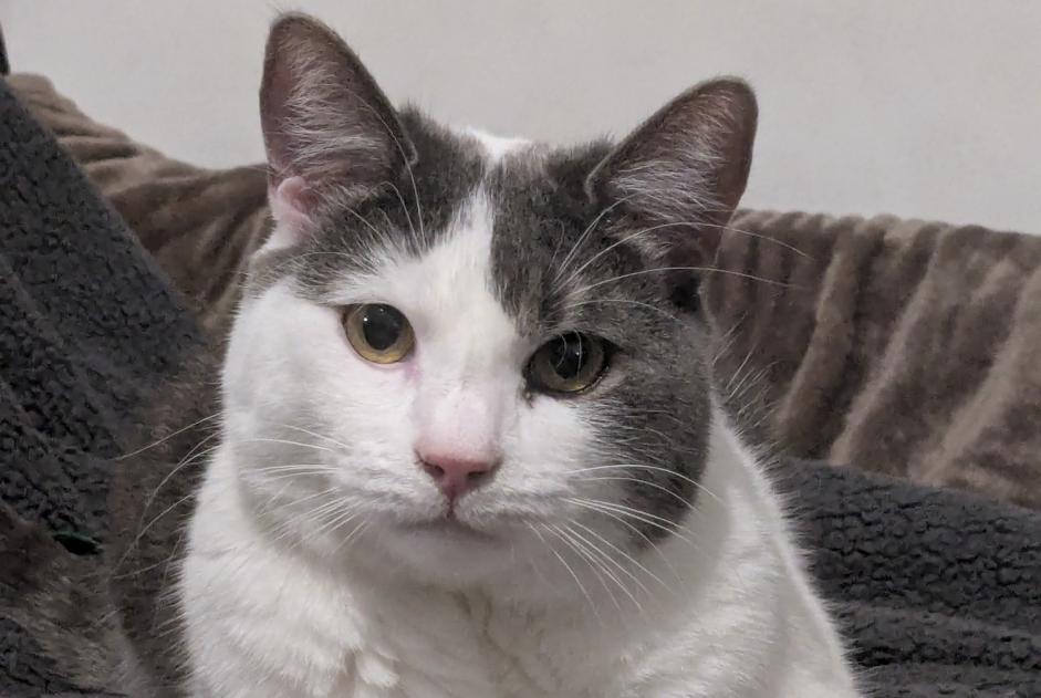Alerte Disparition Chat  Mâle , 3 ans Tenneville Belgique