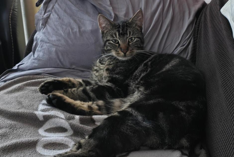 Alerte Disparition Chat Mâle , 2 ans Anhée Belgique