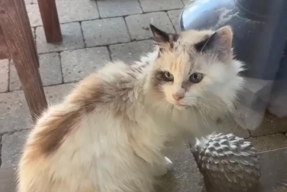 Alerte Disparition Chat croisement Femelle , 16 ans Mettet Belgique