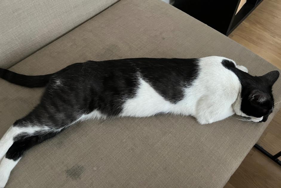Alerte Découverte Chat Inconnu , 2 ans Ixelles Belgique Alerte Découverte Chat Inconnu , 2 ans Ixelles Belgique
