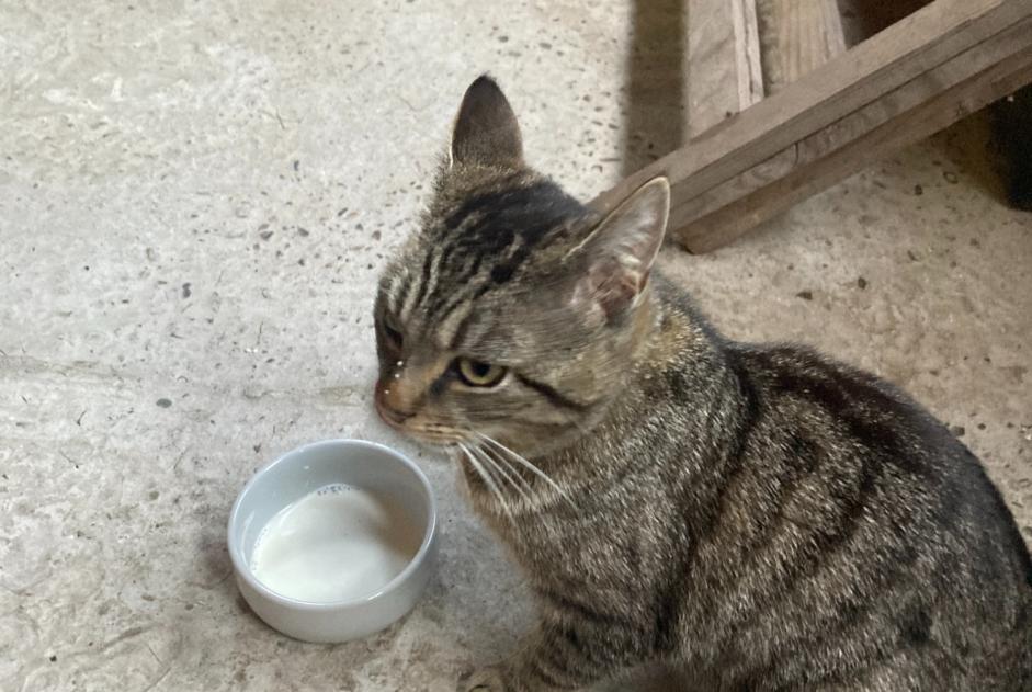 Alerte Découverte Chat croisement Inconnu Gent Belgique