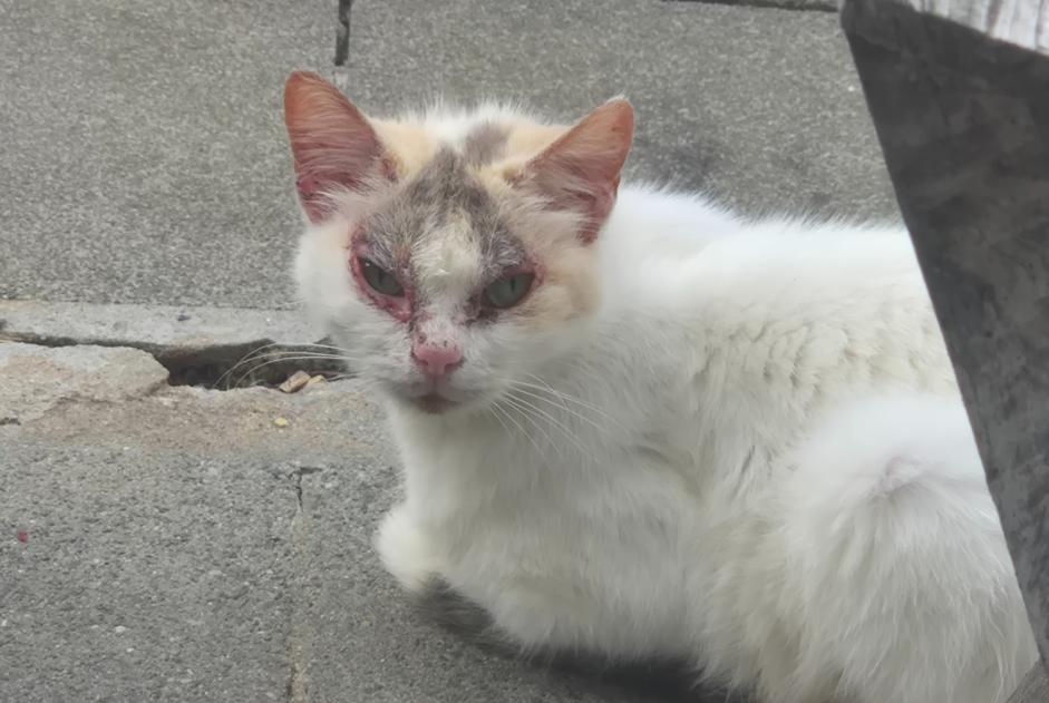 Alerte Découverte Chat Inconnu Comines-Warneton Belgique Alerte Découverte Chat Inconnu Comines-Warneton Belgique