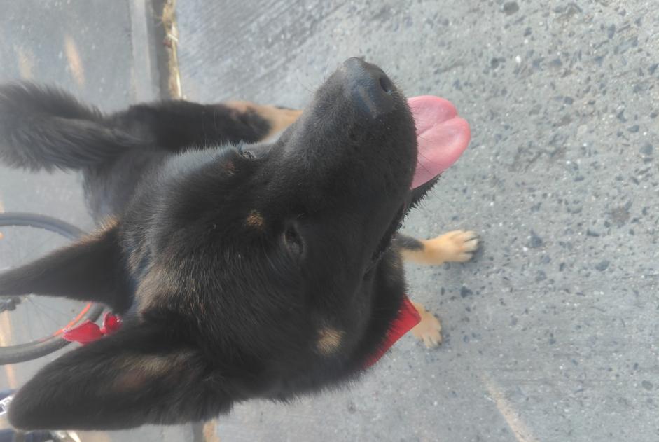 Alerte Découverte Chien  Mâle Frasnes-lez-Anvaing Belgique