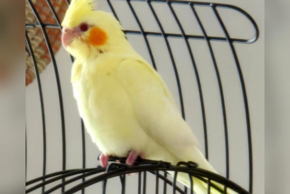 Alerte Disparition Oiseau Femelle , 2026 ans Hastière Belgique