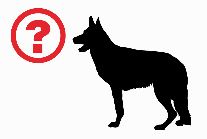 Discovery alert Dog  Unknown Lochristi Belgium