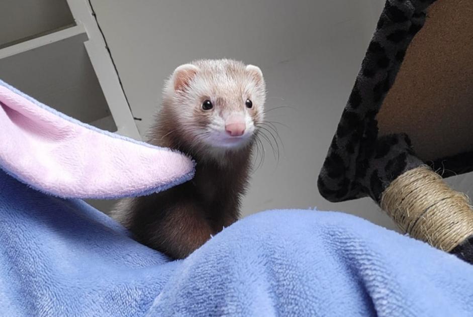Avviso scomparsa Altro ferret Femmina , 2026 anni Koekelberg Belgio Avviso scomparsa Altro ferret Femmina , 2026 anni Koekelberg Belgio