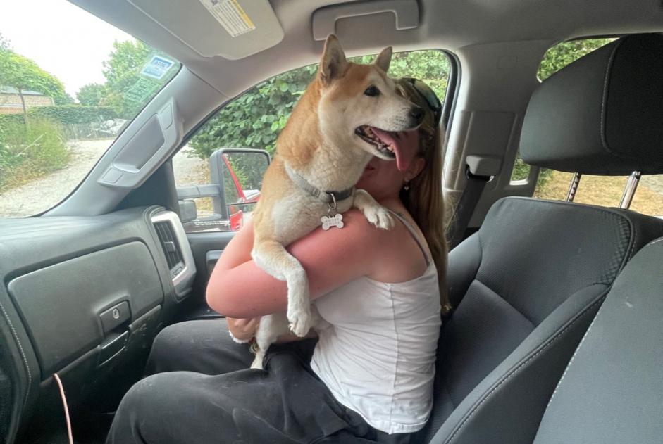 Avviso scomparsa Cane  Maschio , 9 anni Incourt Belgio