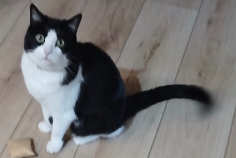 Avviso scomparsa Gatto Femmina , 7 anni Aartselaar Belgio