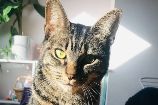 Avviso scomparsa Gatto Femmina , 5 anni Saint-Gilles Belgio Avviso scomparsa Gatto Femmina , 5 anni Saint-Gilles Belgio