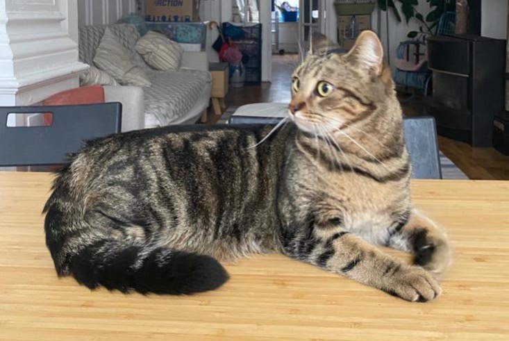 Avviso scomparsa Gatto Femmina , 3 anni Saint-Gilles Belgio Avviso scomparsa Gatto Femmina , 3 anni Saint-Gilles Belgio