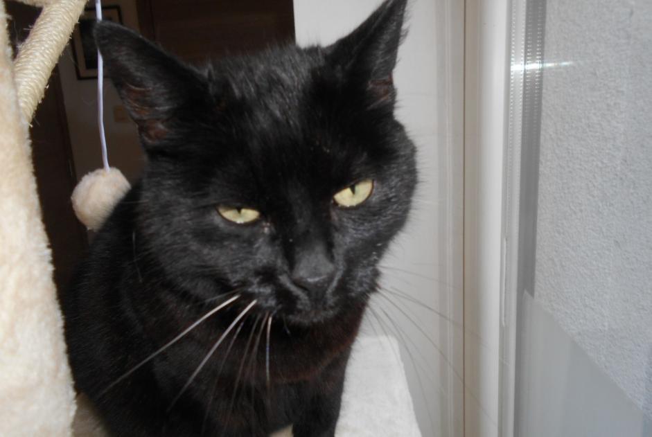 Avviso scomparsa Gatto Femmina , 10 anni Charleroi Belgio