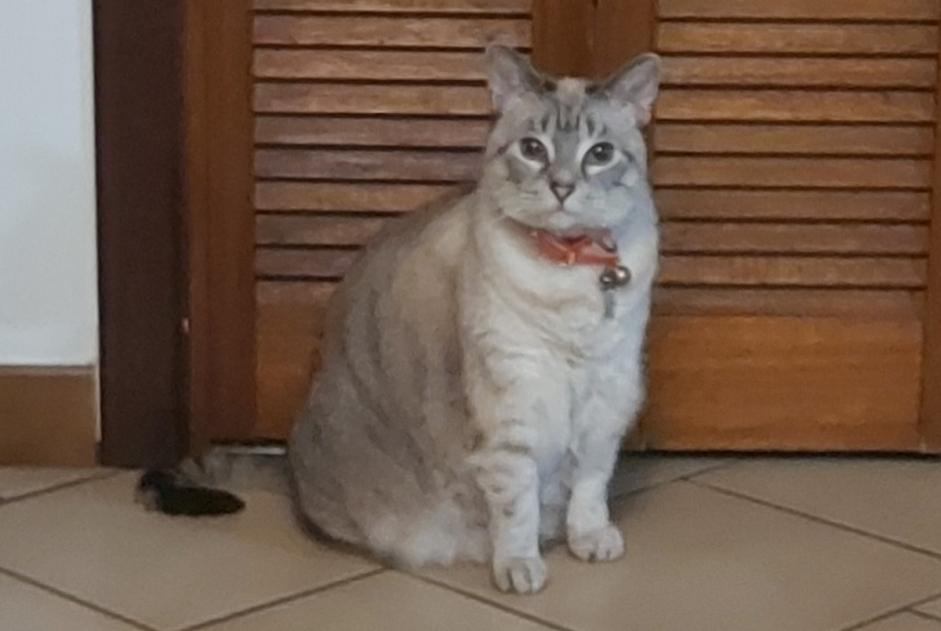 Avviso scomparsa Gatto  Femmina , 11 anni Oupeye Belgio