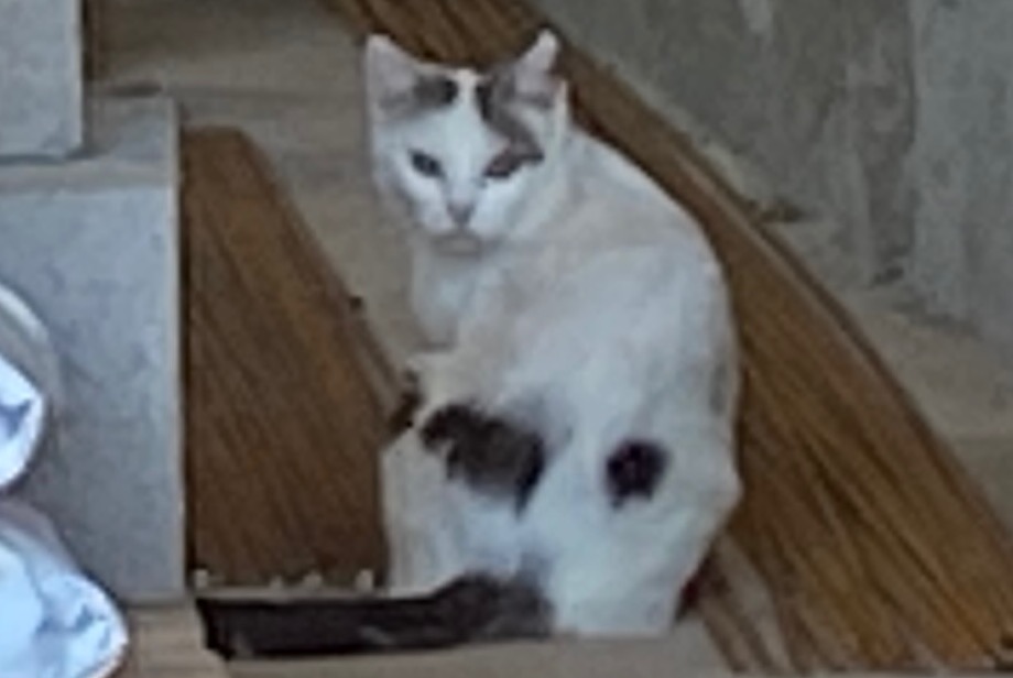 Avviso Ritrovamento Gatto Femmina Fleurus Belgio