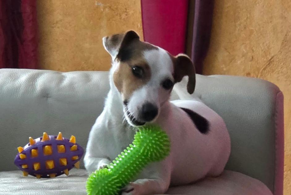 Verdwijningsalarm Hond Mannetje , 2 jaar Soumagne België Verdwijningsalarm Hond Mannetje , 2 jaar Soumagne België
