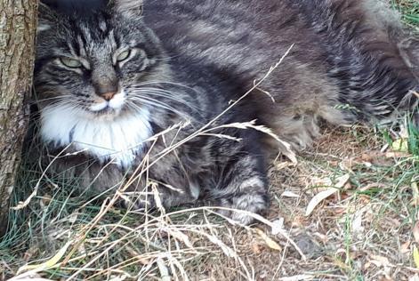 Verdwijningsalarm Kat  Mannetje , 16 jaar La Grange des Champs België