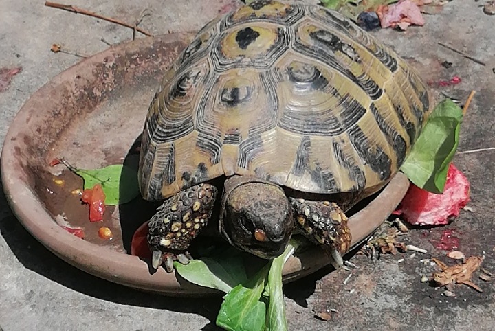 Verdwijningsalarm Schildpad Mannetje , 2026 jaar Pajottegem België Verdwijningsalarm Schildpad Mannetje , 2026 jaar Pajottegem België
