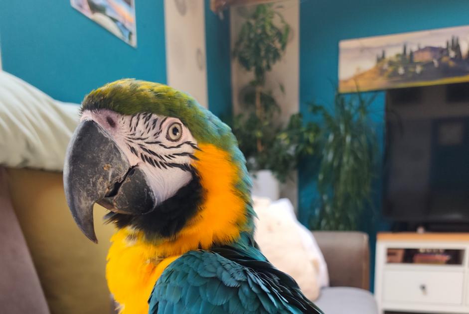 Ontdekkingsalarm Vogel Onbekend Fauvillers België Ontdekkingsalarm Vogel Onbekend Fauvillers België