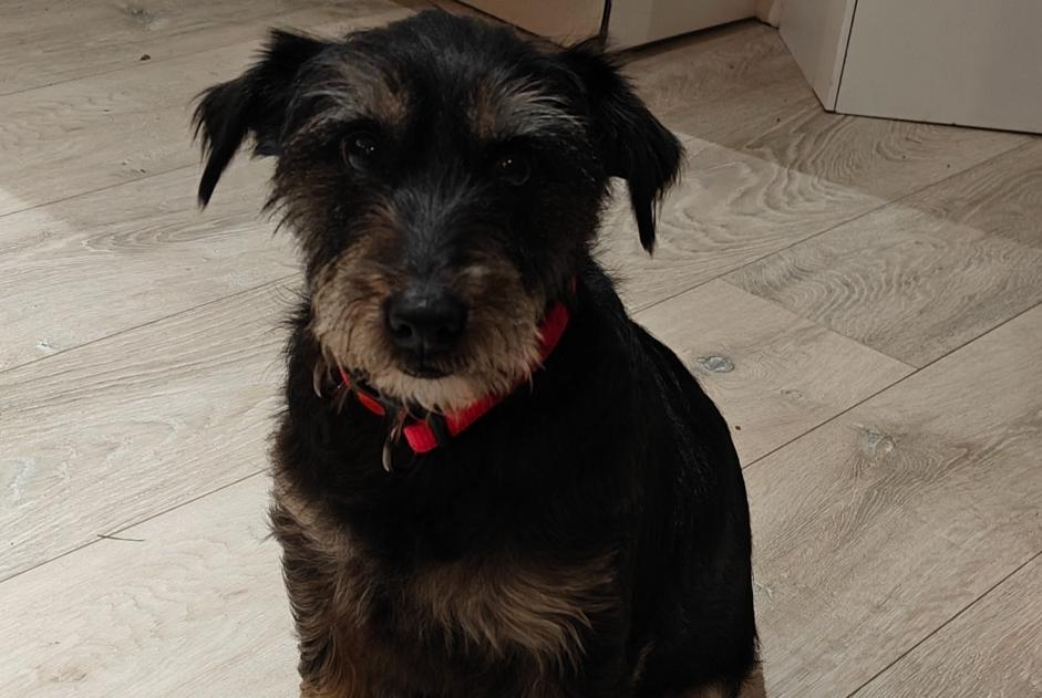 Alerta desaparecimento Cão cruzamento Fêmea , 7 anos La Louvière Belgium