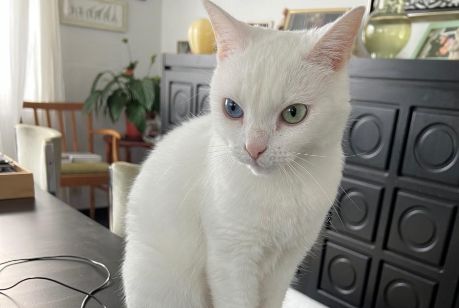 Alerta desaparecimento Gato Fêmea , 5 anos Waterloo Belgium Alerta desaparecimento Gato Fêmea , 5 anos Waterloo Belgium