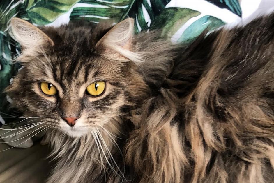 Alerta desaparecimento Gato cruzamento Fêmea , 7 anos Lebbeke Belgium Alerta desaparecimento Gato cruzamento Fêmea , 7 anos Lebbeke Belgium