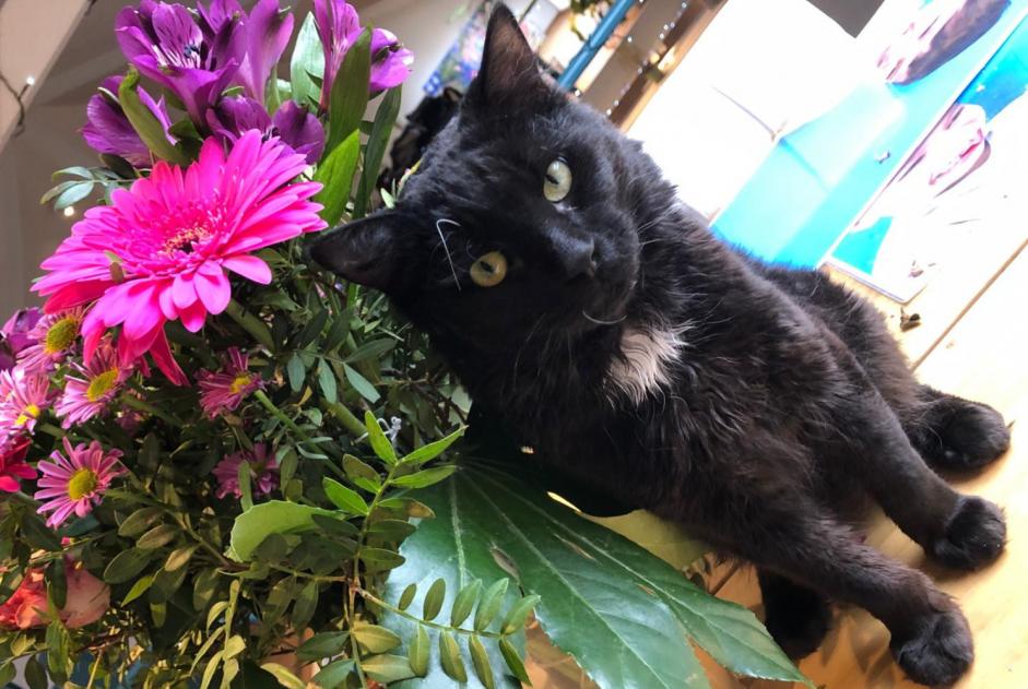 Alerta desaparecimento Gato Macho , 4 anos Sint-Martens-Latem Belgium